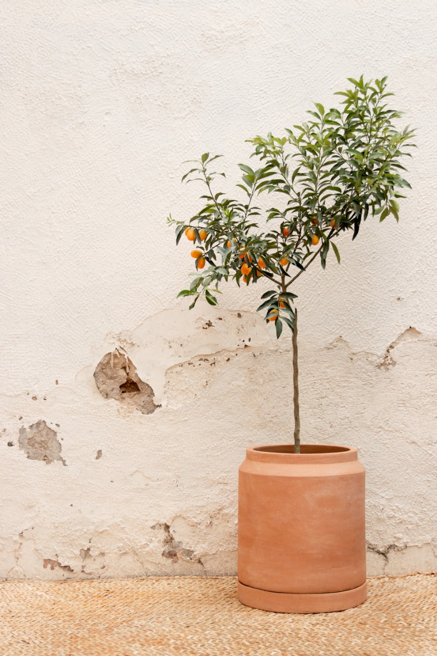 Lechera Garden Pot