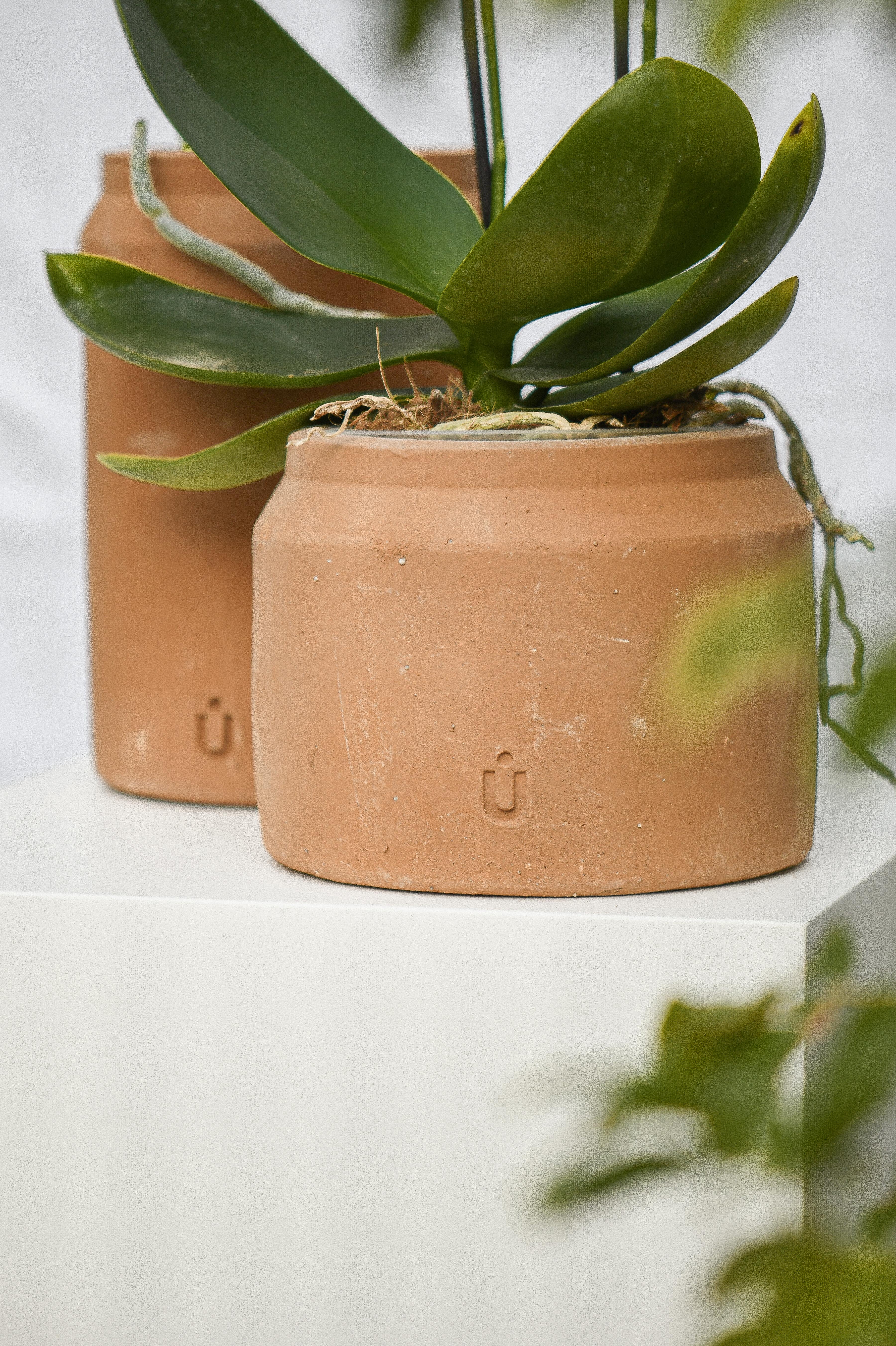 Lechera Garden Pot