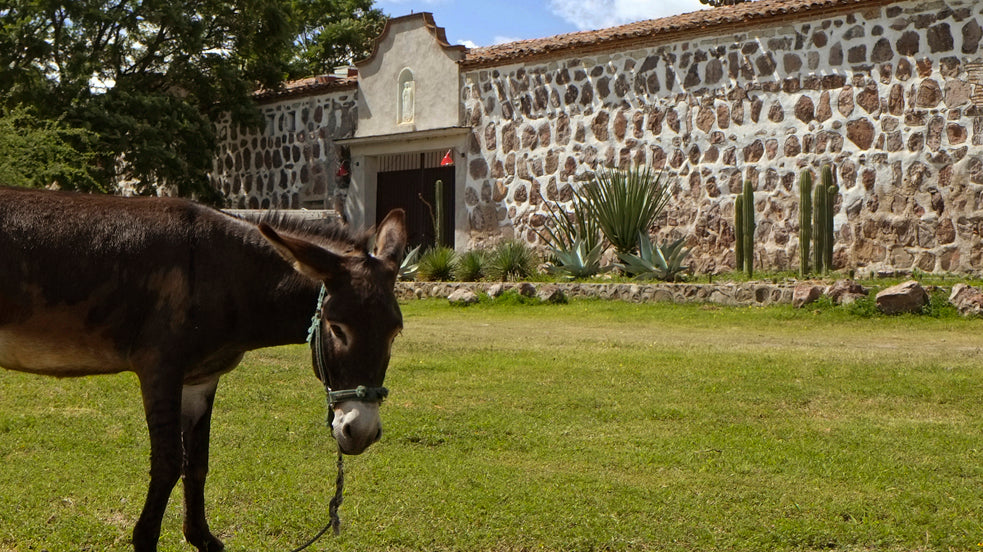 “Oax-i-fornia” Blending Tradition and Innovation in the Heart of Oaxaca