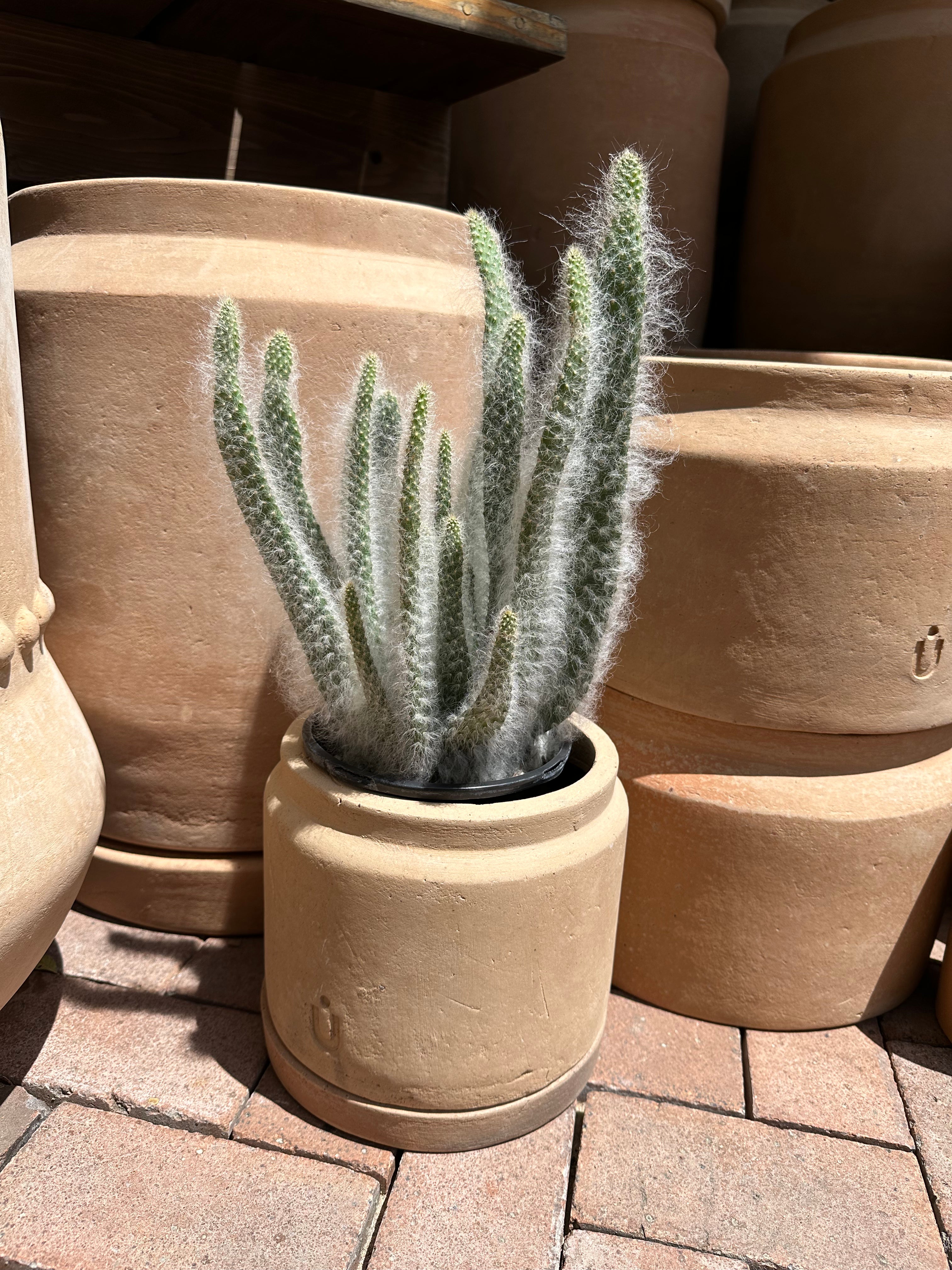 Potted Cactus Plants