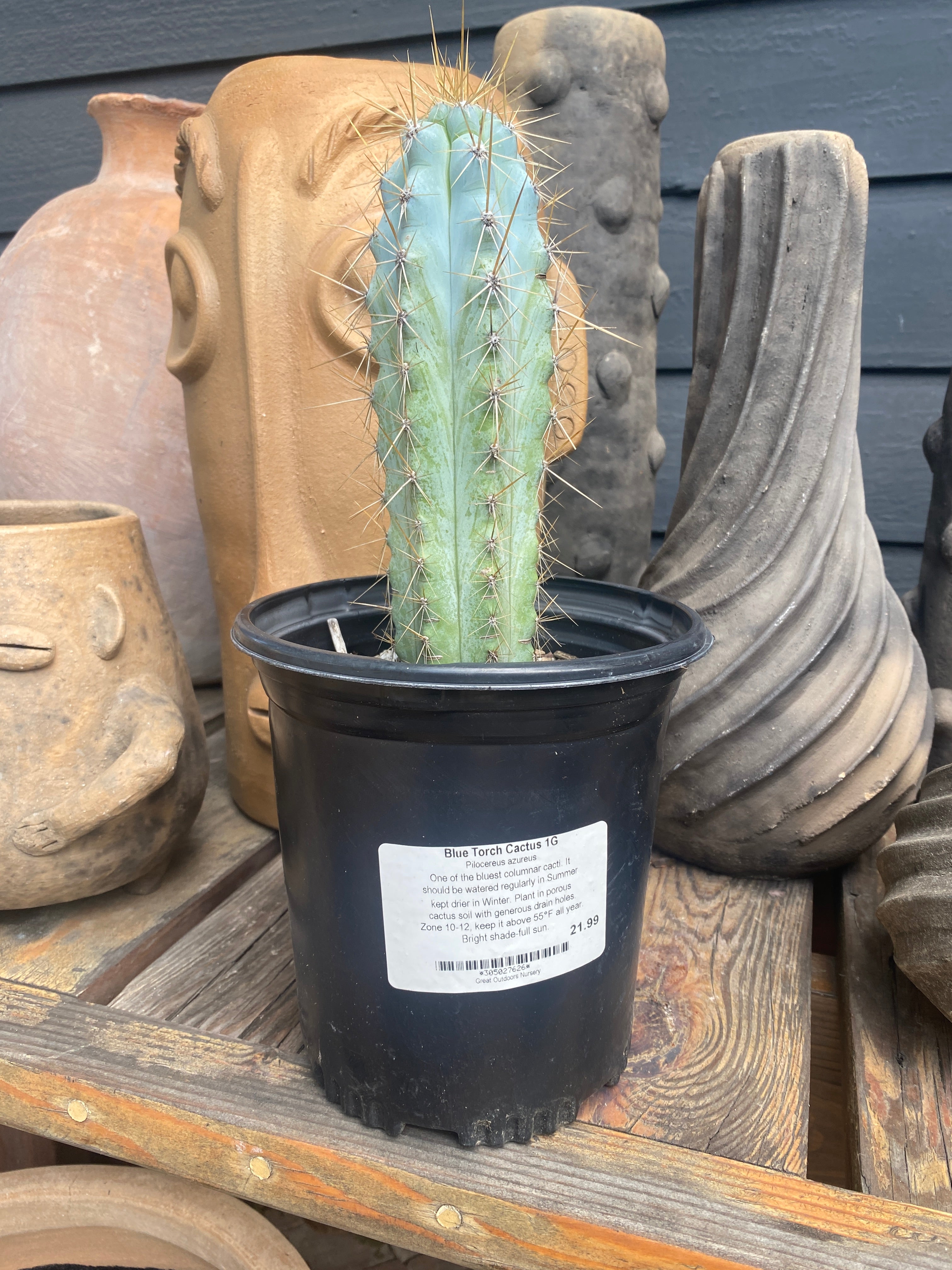 Potted Cactus Plants