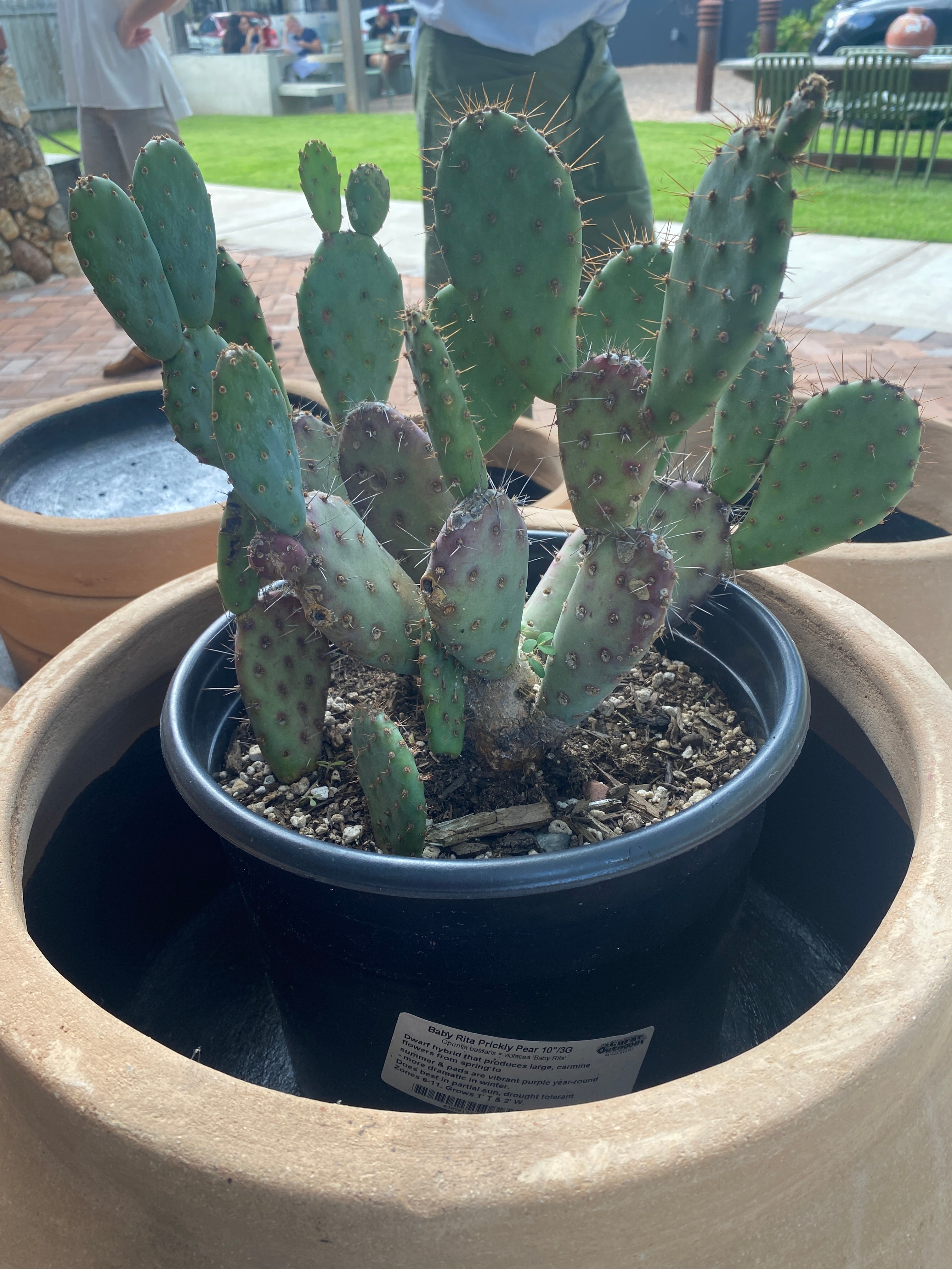 Potted Cactus Plants