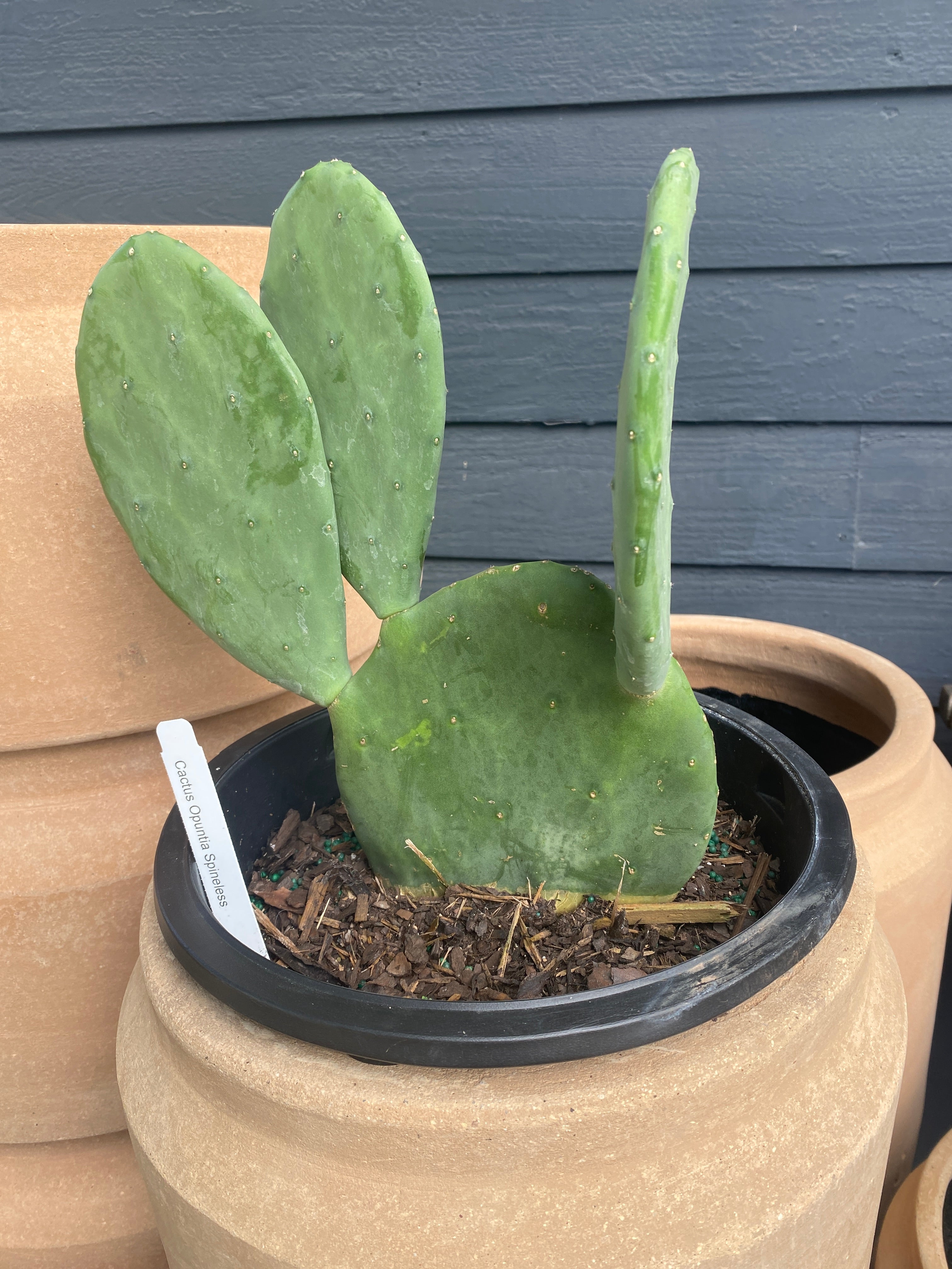 Potted Cactus Plants