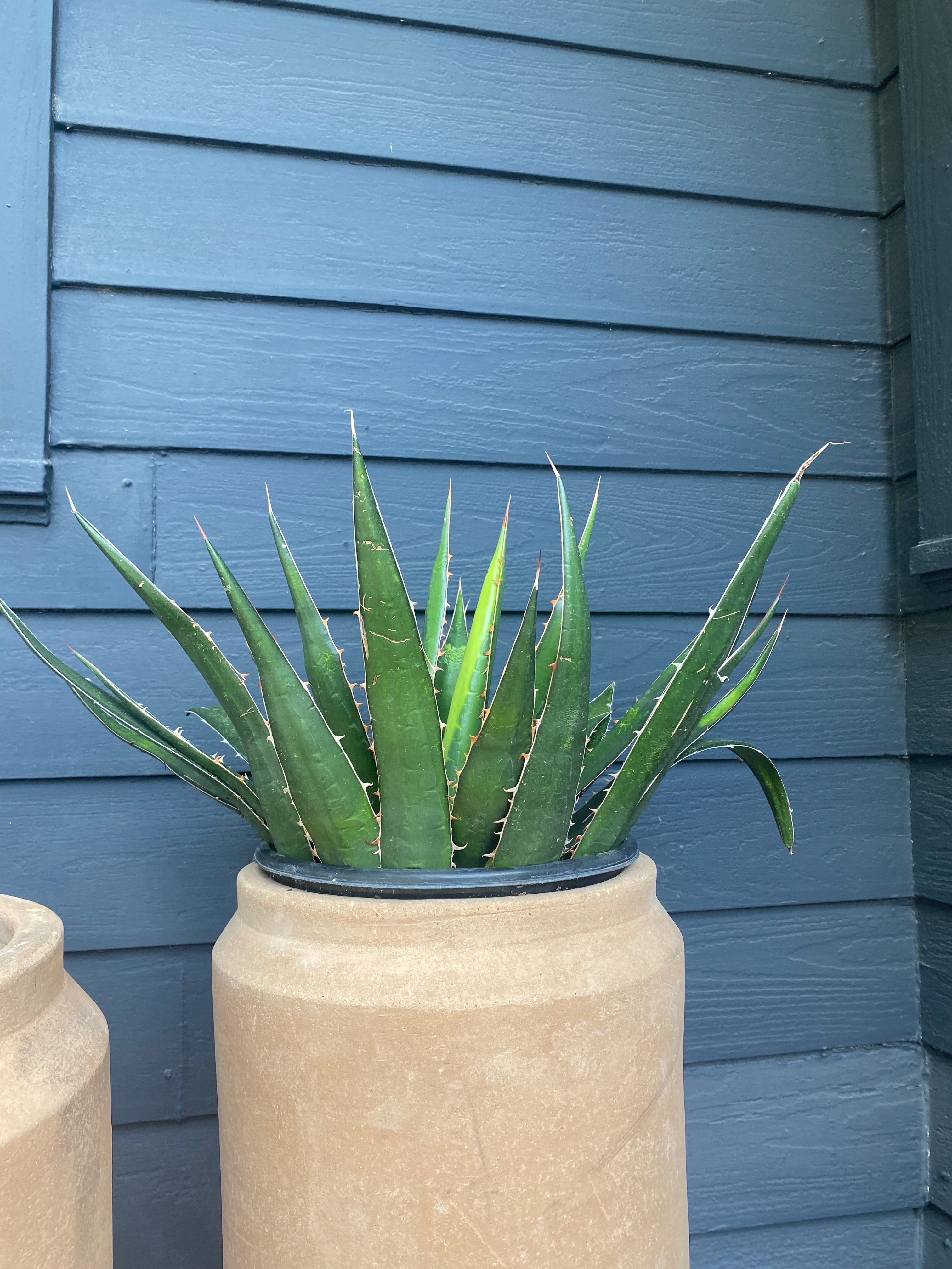 Potted Cactus Plants