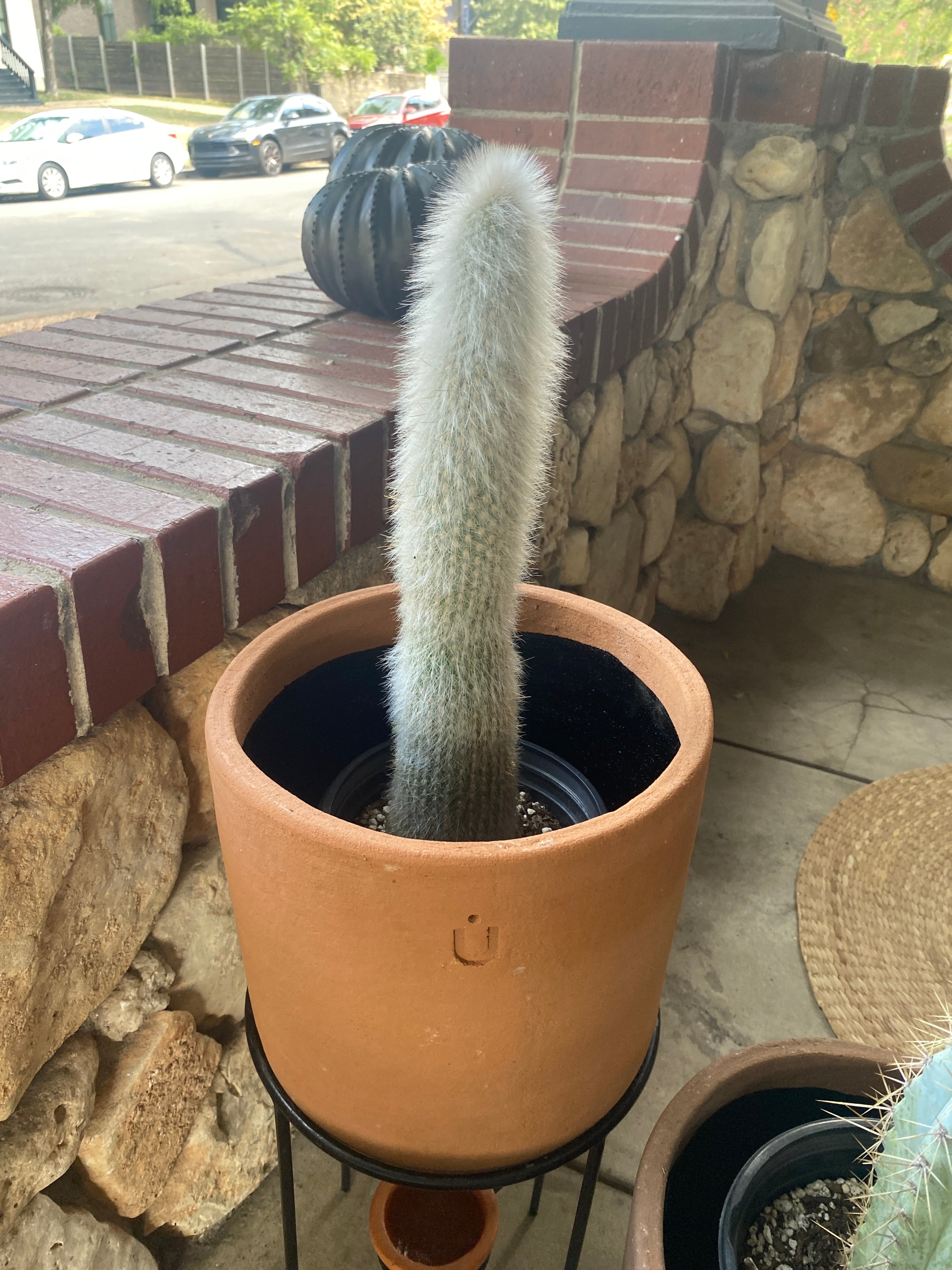 Potted Cactus Plants