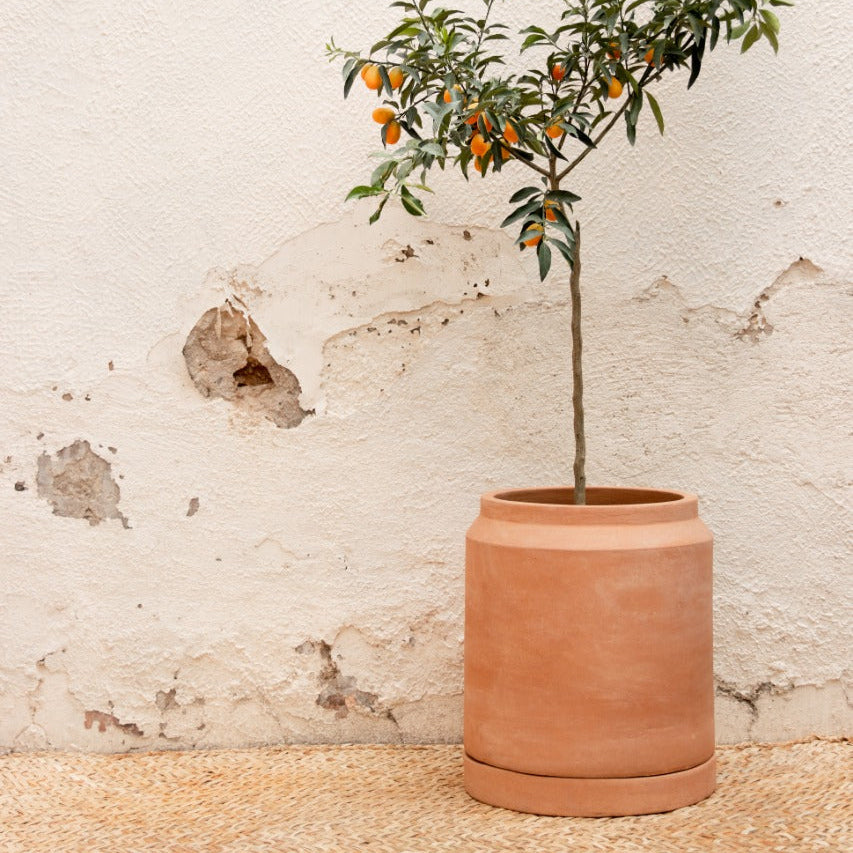 Lechera Garden Pot