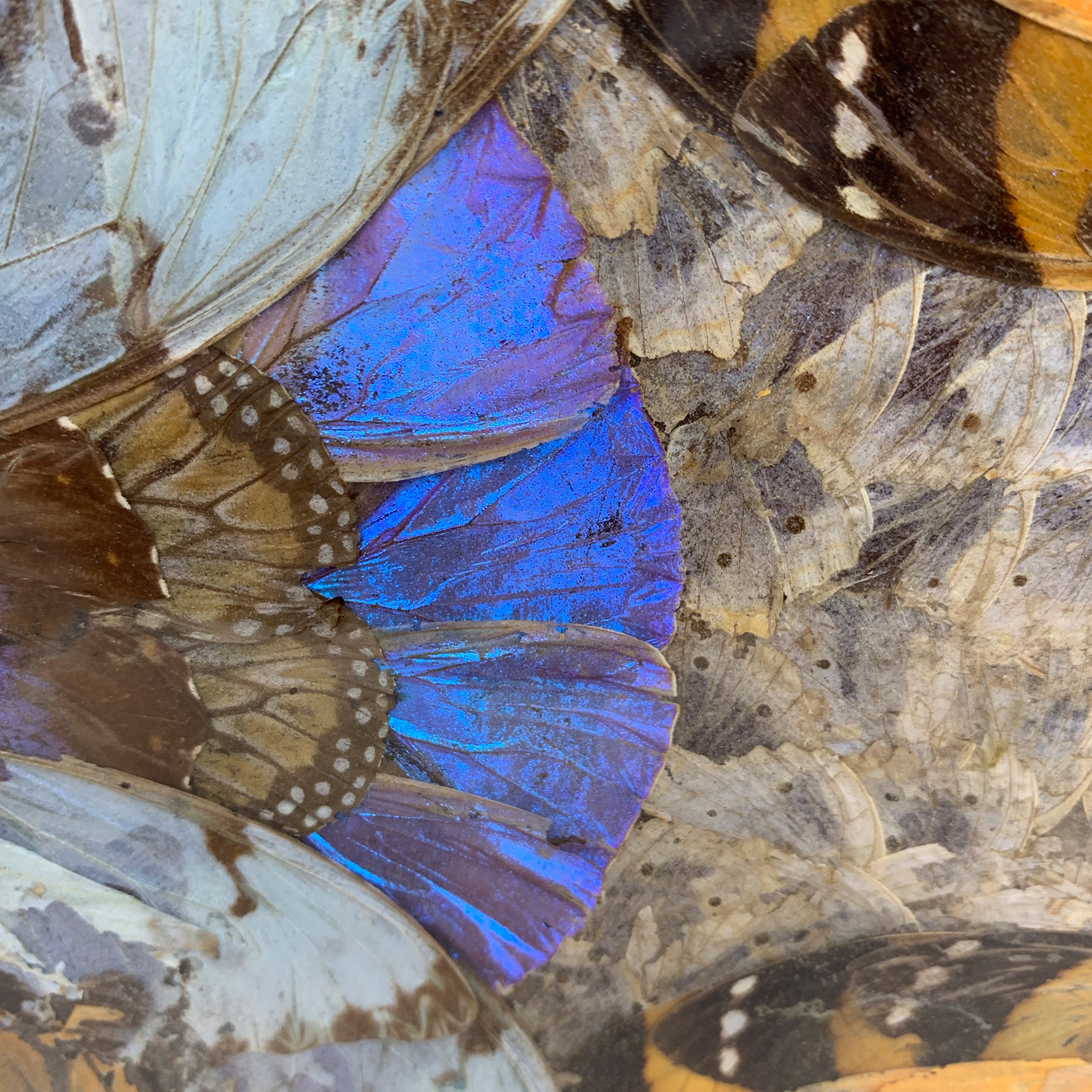 Brazilian Butterfly Wing Tray. C. 1940's