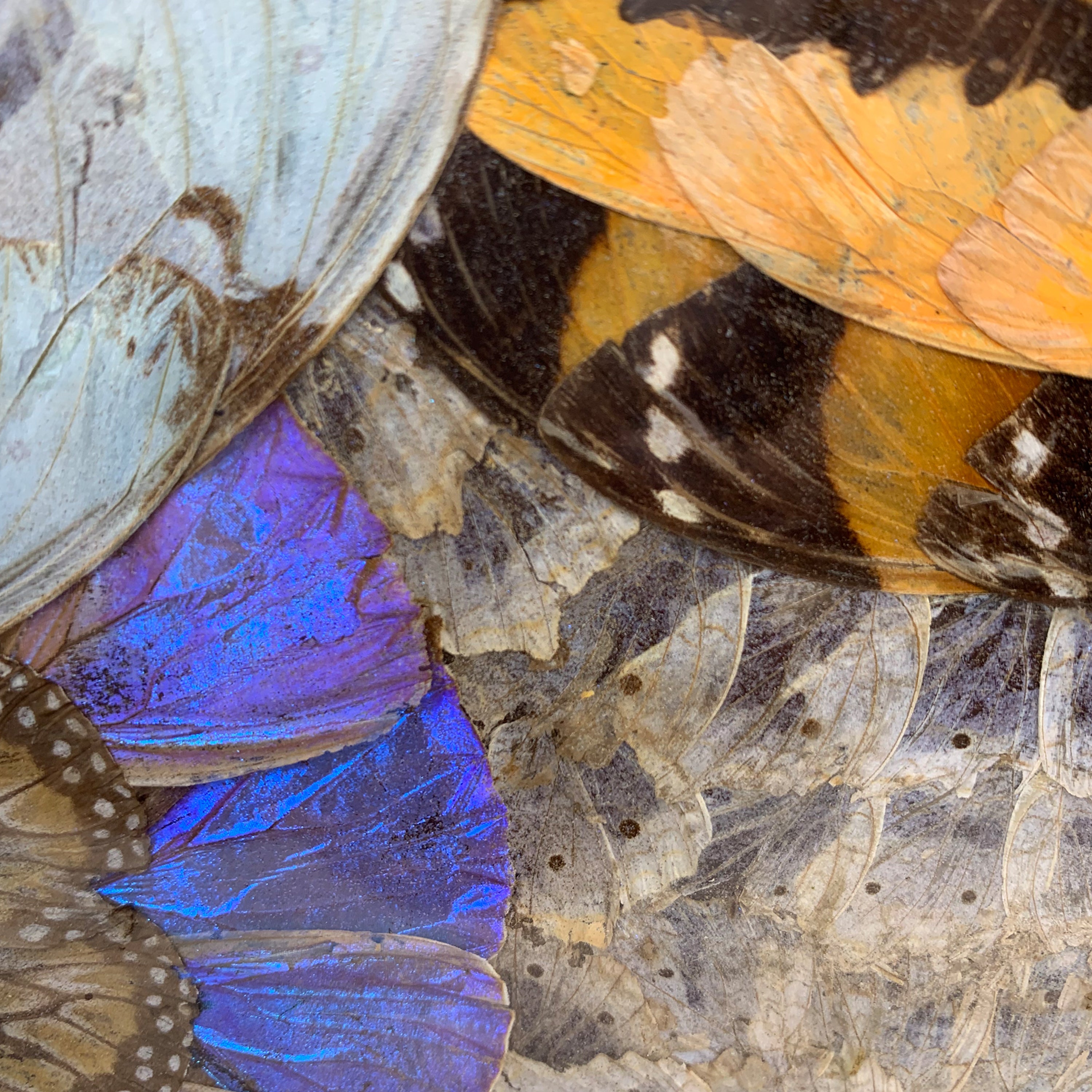 Brazilian Butterfly Wing Tray. C. 1940's