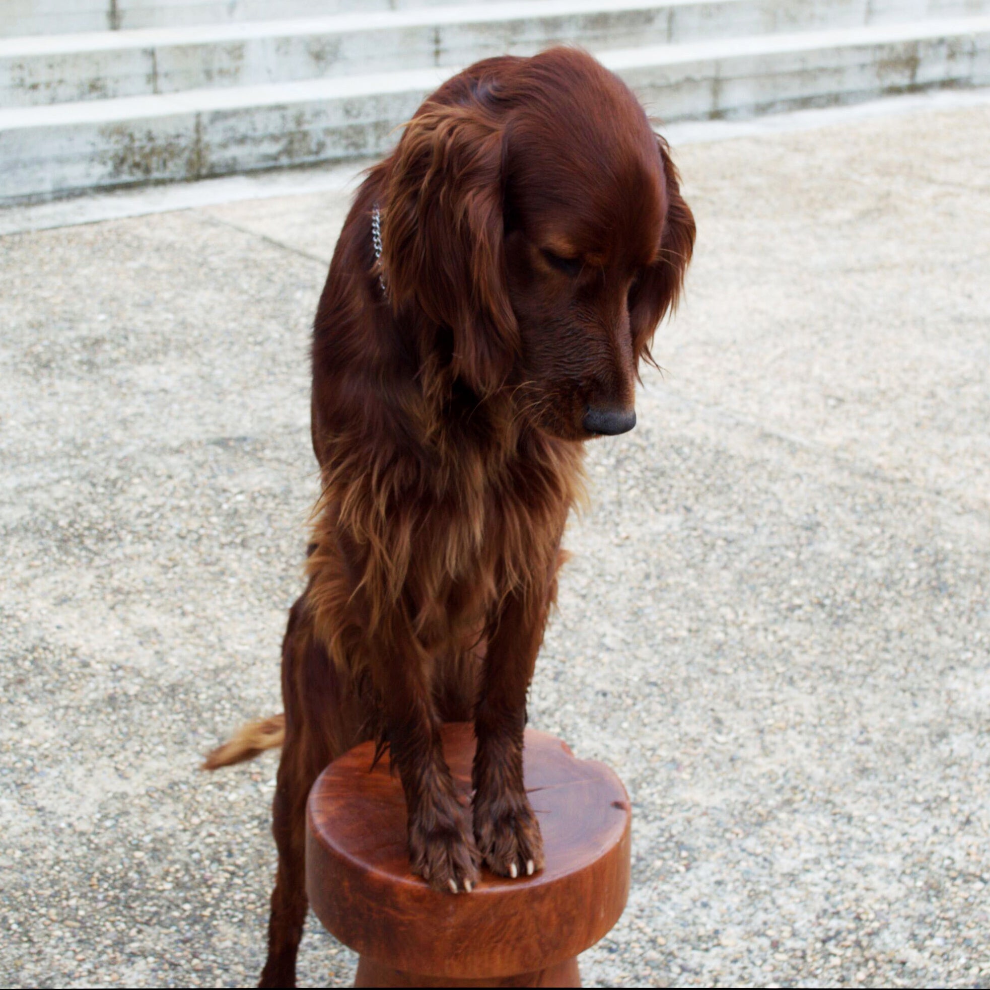 Hongo Mezquite Stool