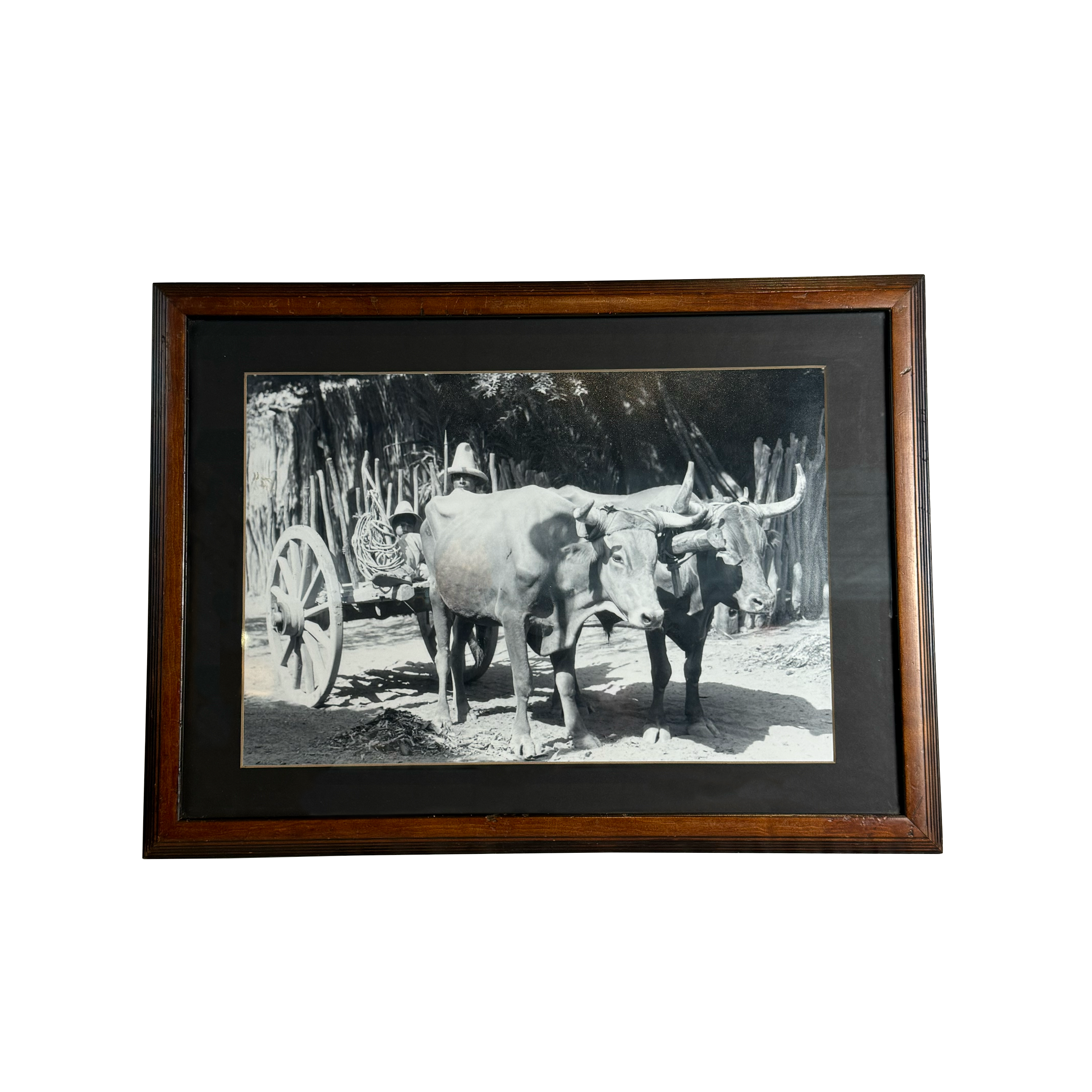Team of Oxen Print Photographed by Tina Modotti