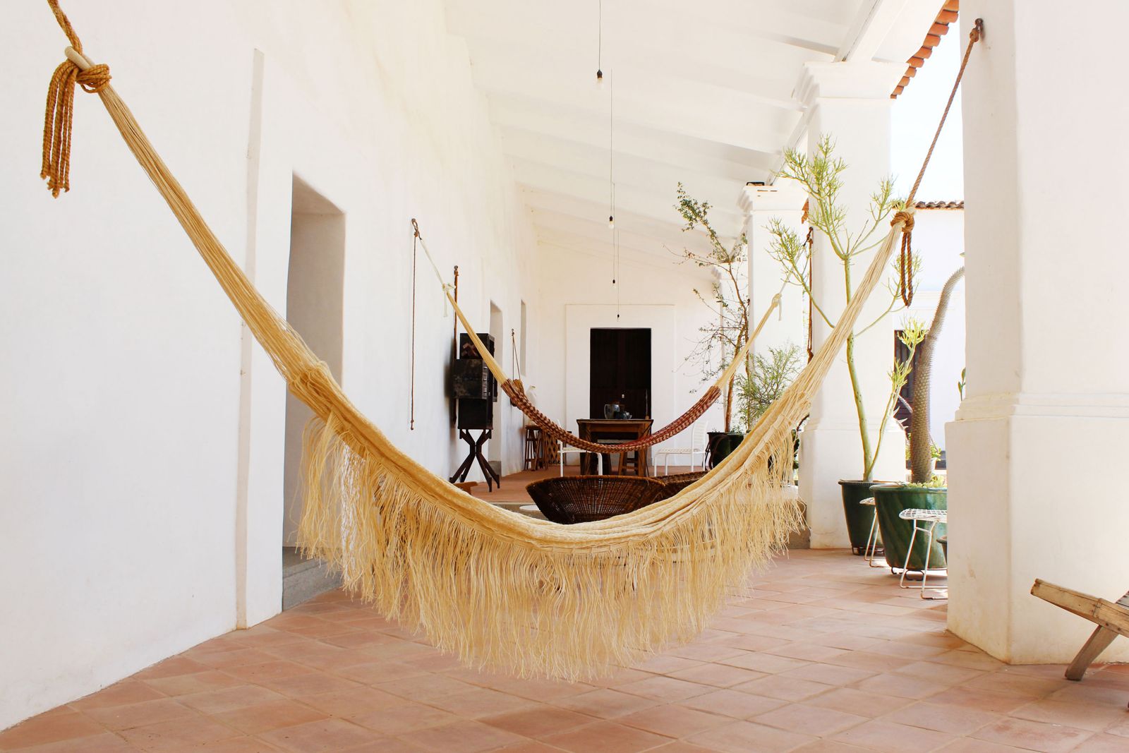 Sanseveria Hammock